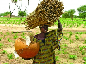 Pearl millet is a staple crop grown in some of the harshest environments across Africa and South Asia (Image: ICRISAT)