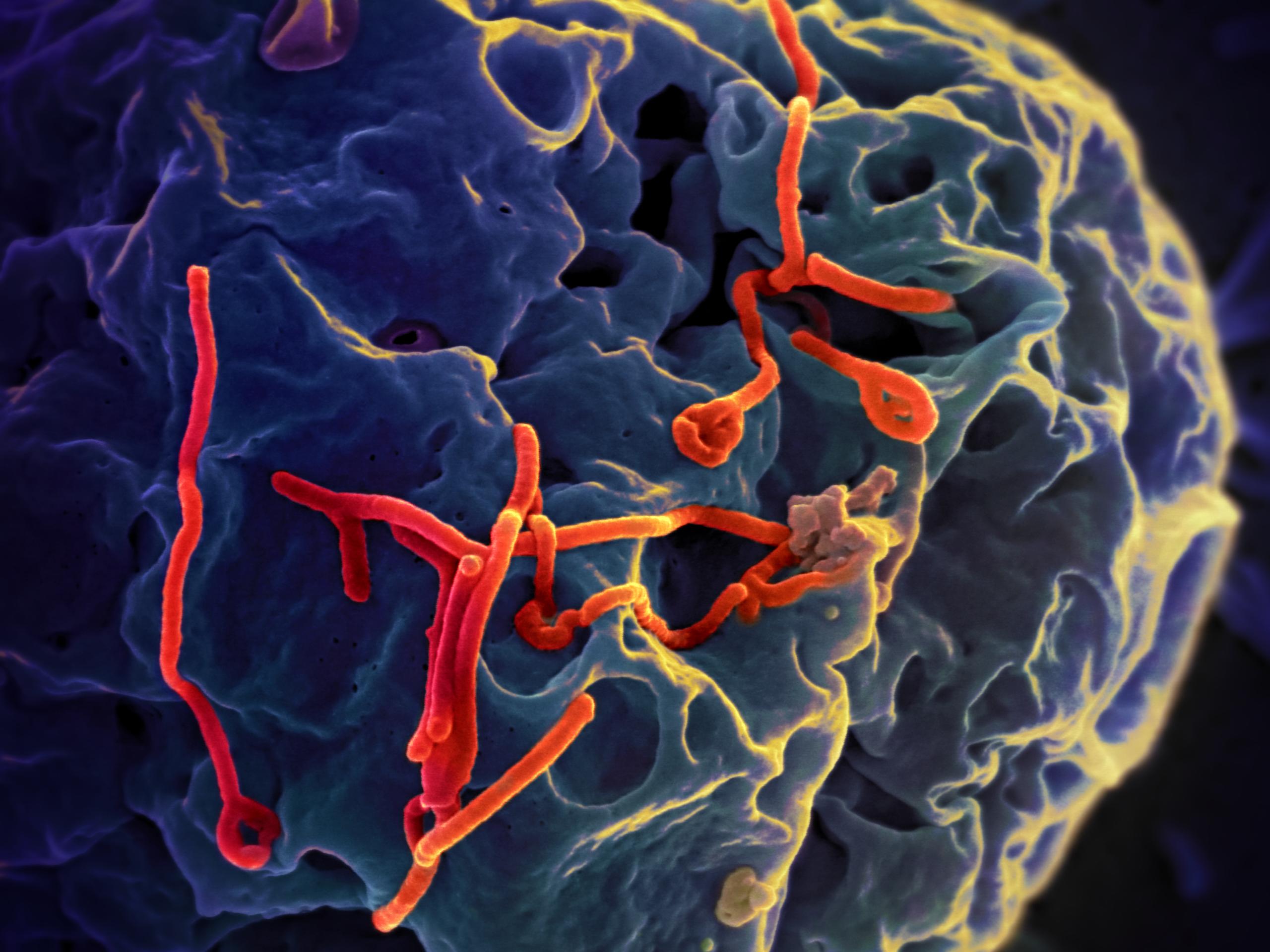 Ebola and genetic modification