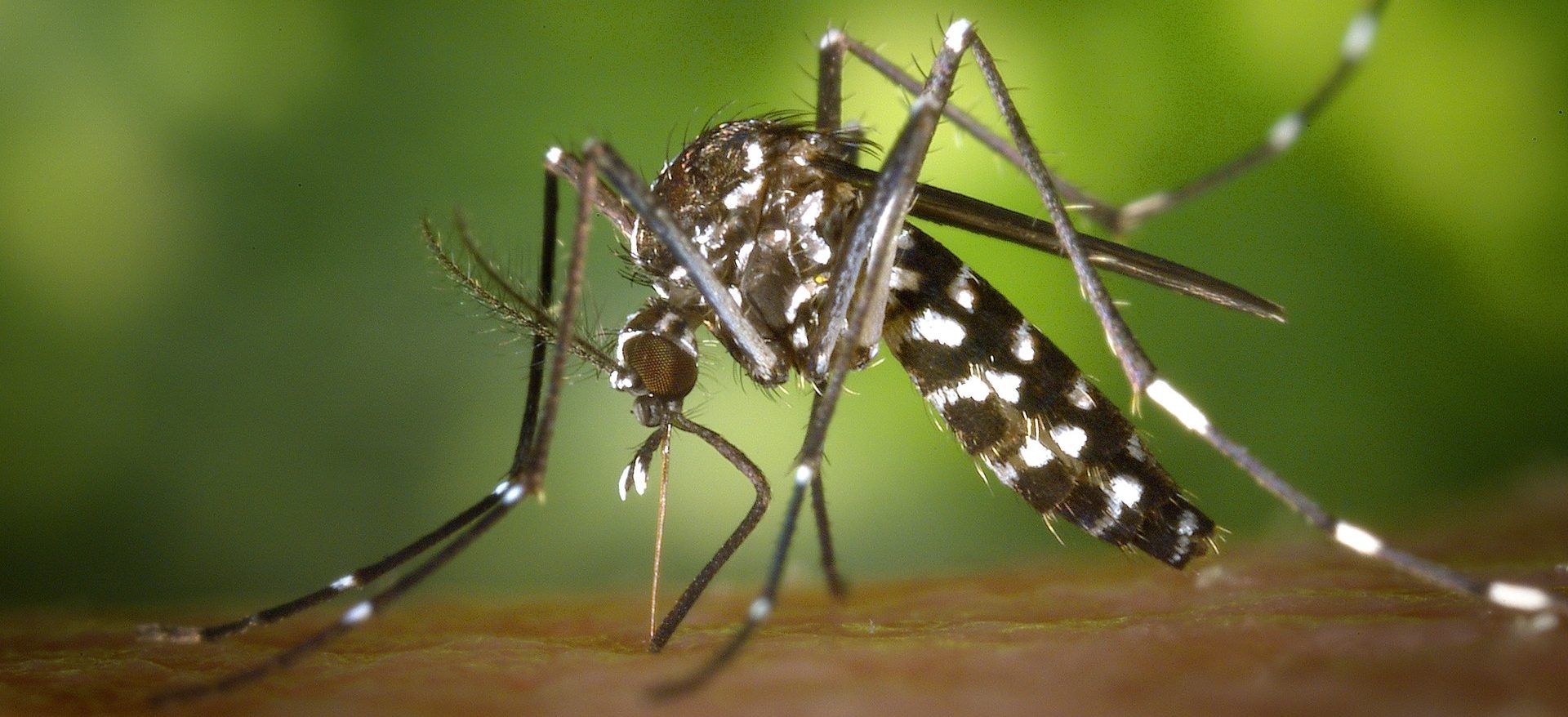 Malaria death rates drop by 60%