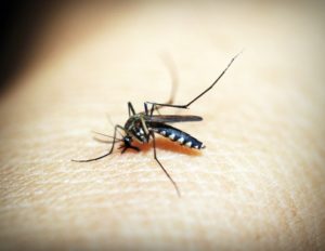 Research funders join forces to tackle Zika virus. Source: pexels